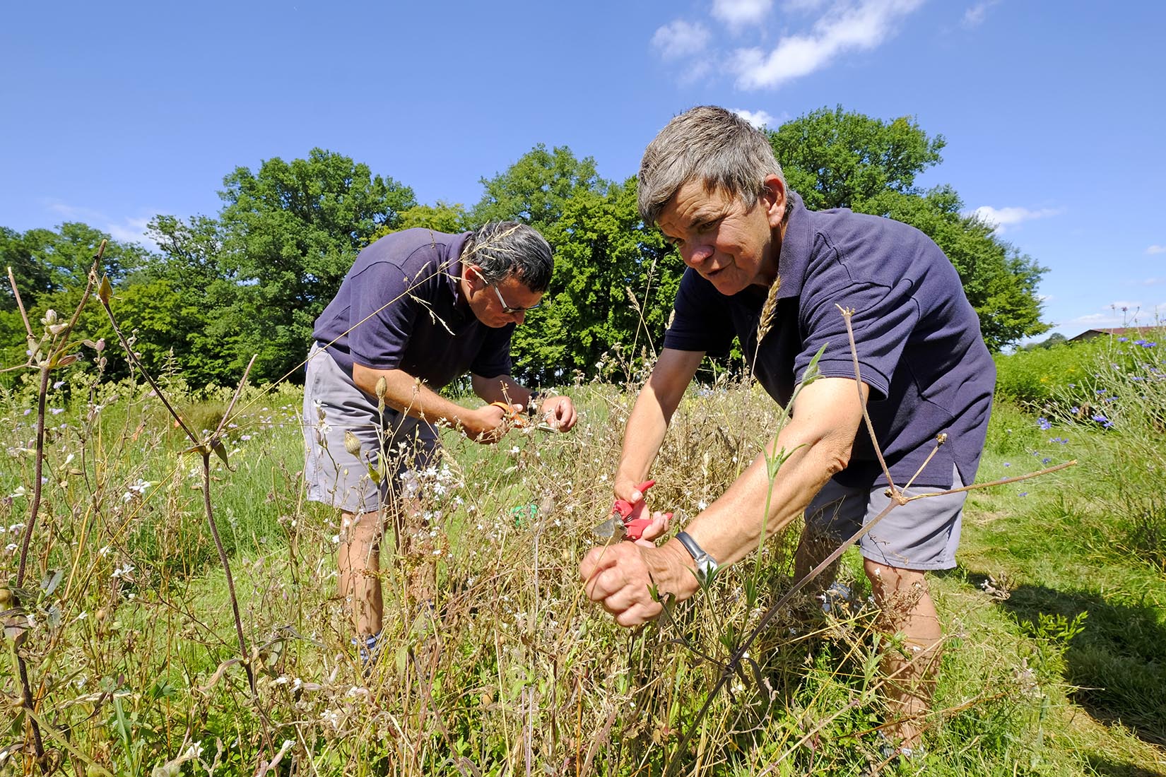 Production horticole